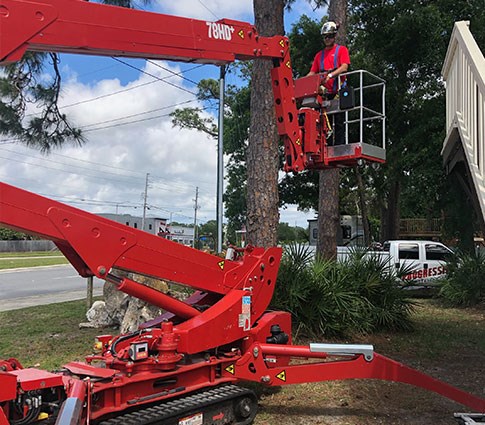 Tree removal planning (placeholder)