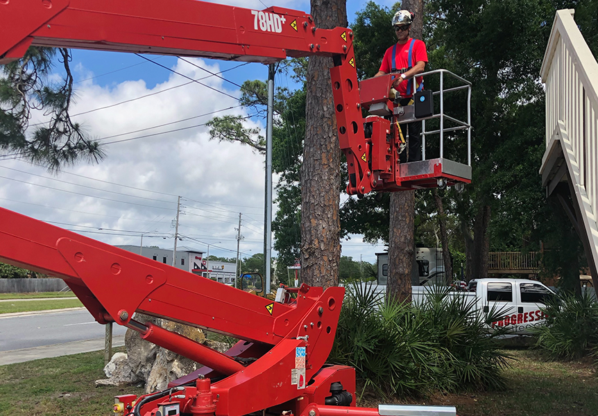 Progressive Tree Care of Pinellas & Hillsborough County photo