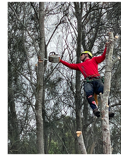 Why choose Progressive Tree Care photo