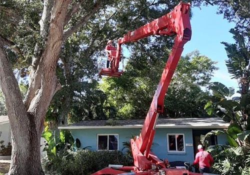 Tree trimming & pruning photo