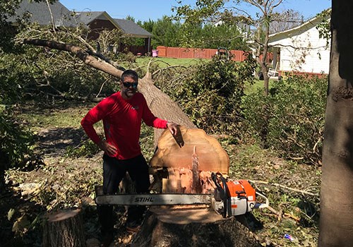 Tree removal & stump grinding photo