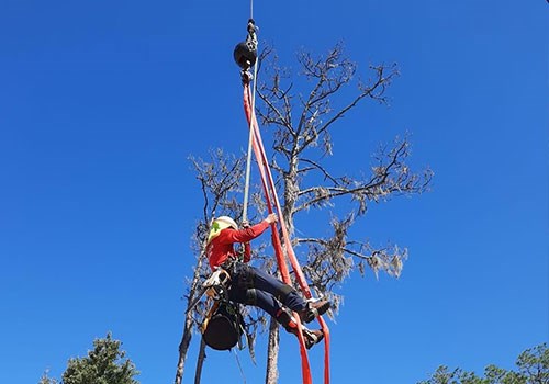 Crane assisted tree removal photo