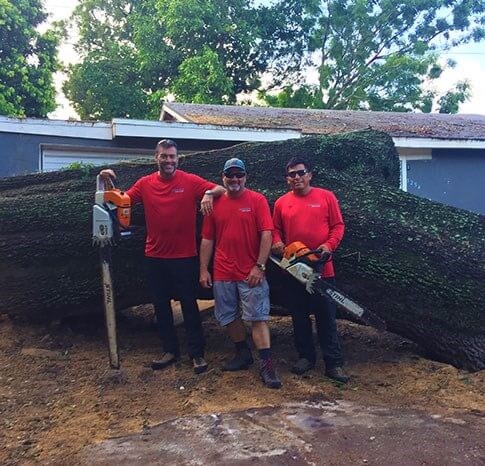 Better equipment for high quality tree care photo