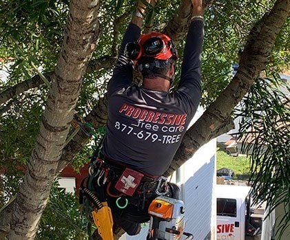 Tree Trimming & Pruning Service Photo