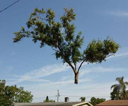 Crane Assisted Tree Removal Service Photo