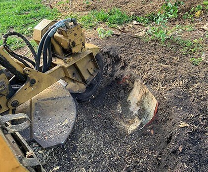 Tree Removal & Stump Grinding Service Photo