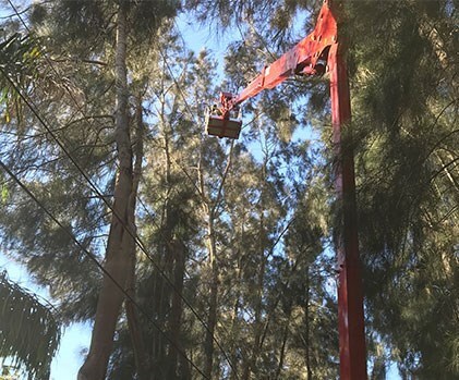 Tree Trimming & Pruning Service Photo