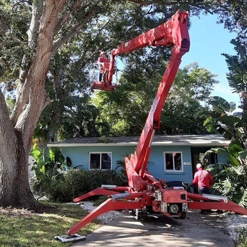 Tree Trimming & Pruning Service Photo