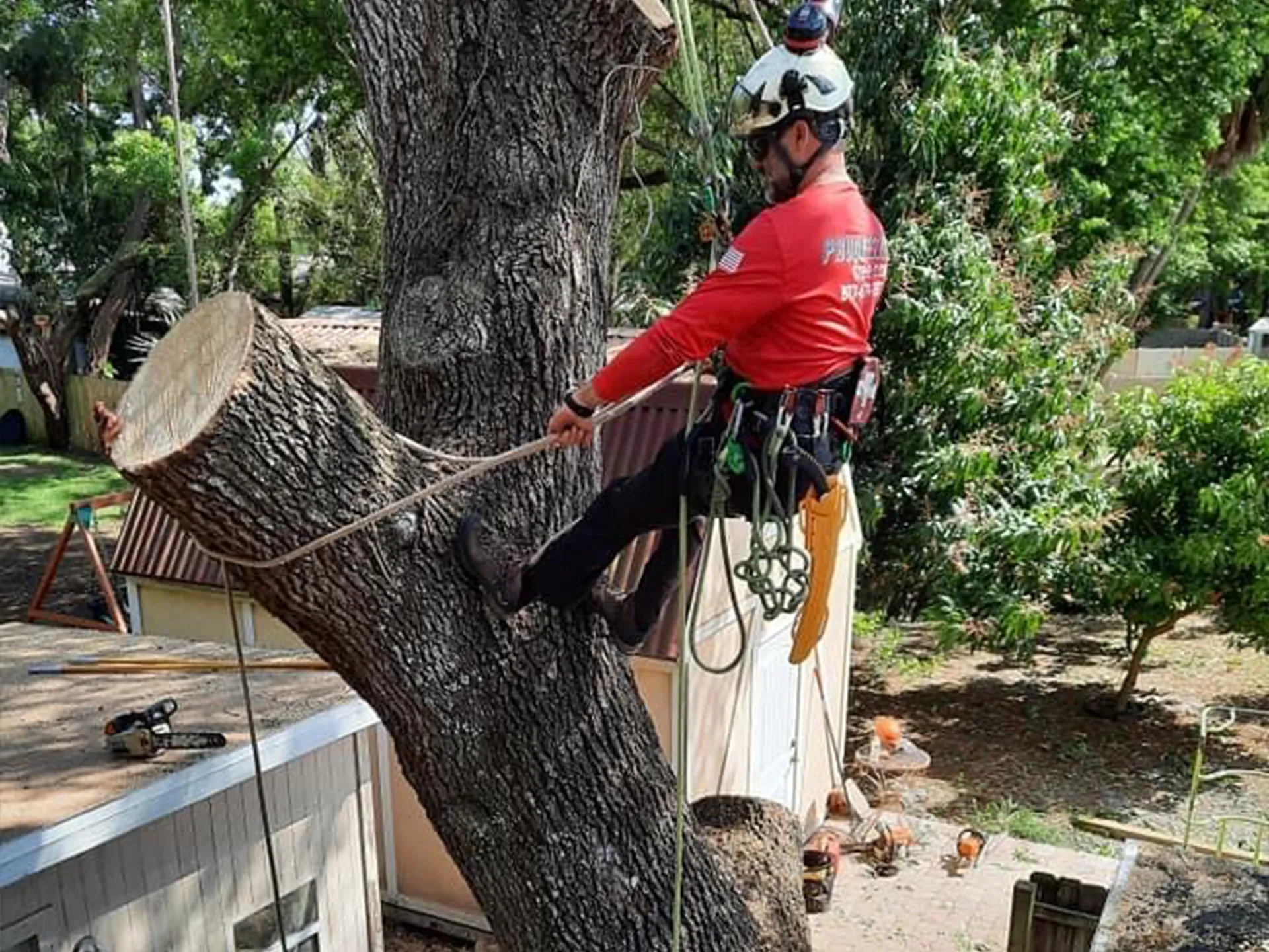 Large tree removal near home (placeholder)