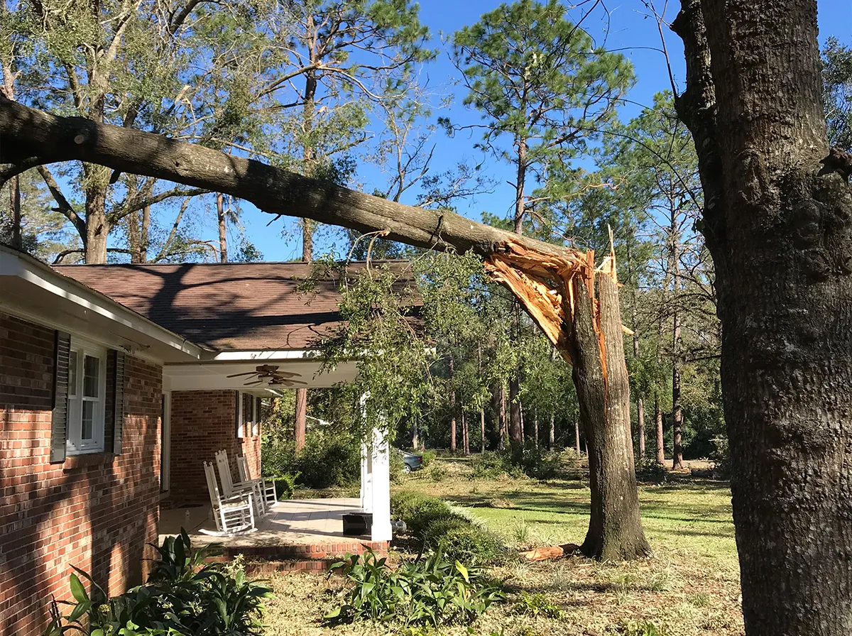 Tree removal crew working (placeholder)