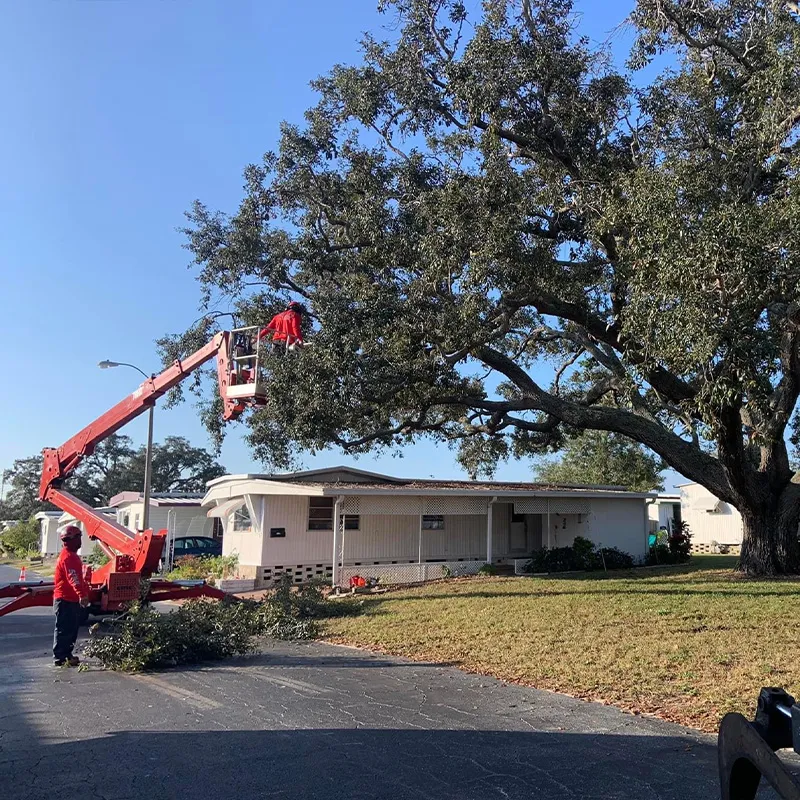 Tree trimming equipment and job planning