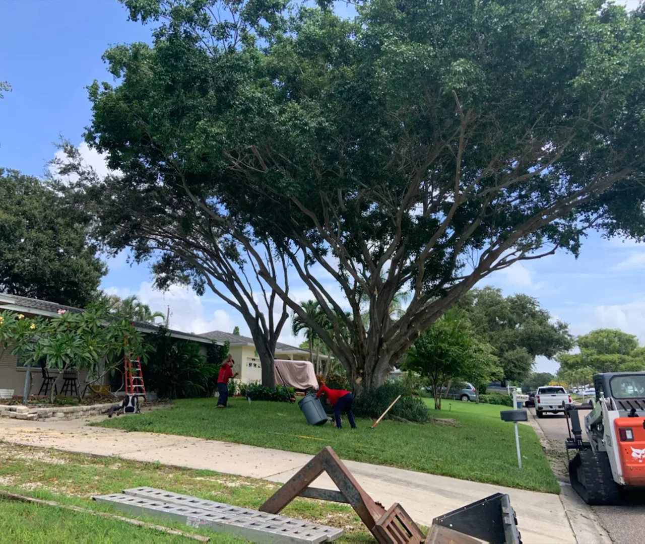 Tree trimming crew pruning canopy for clearance