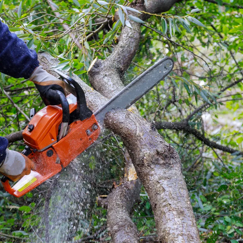 Crane assisted tree removal lifting sections safely