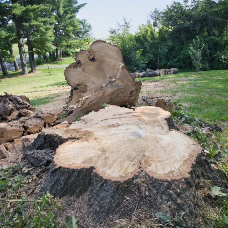 Stump grinder equipment and job planning