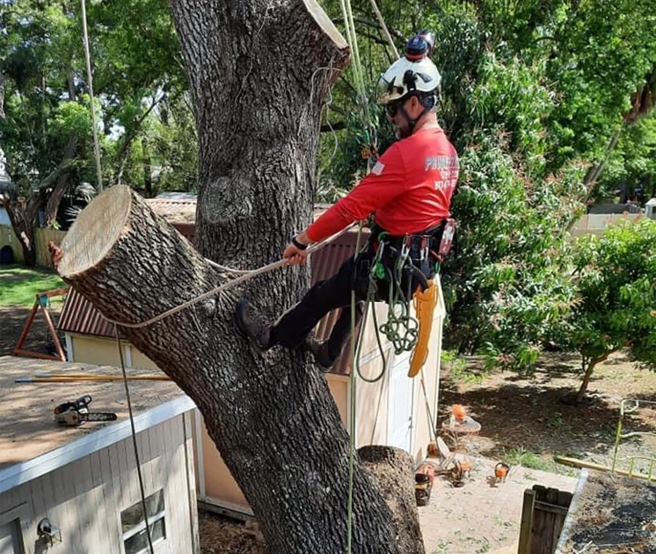 Tree service crew performing tree work in Largo, FL