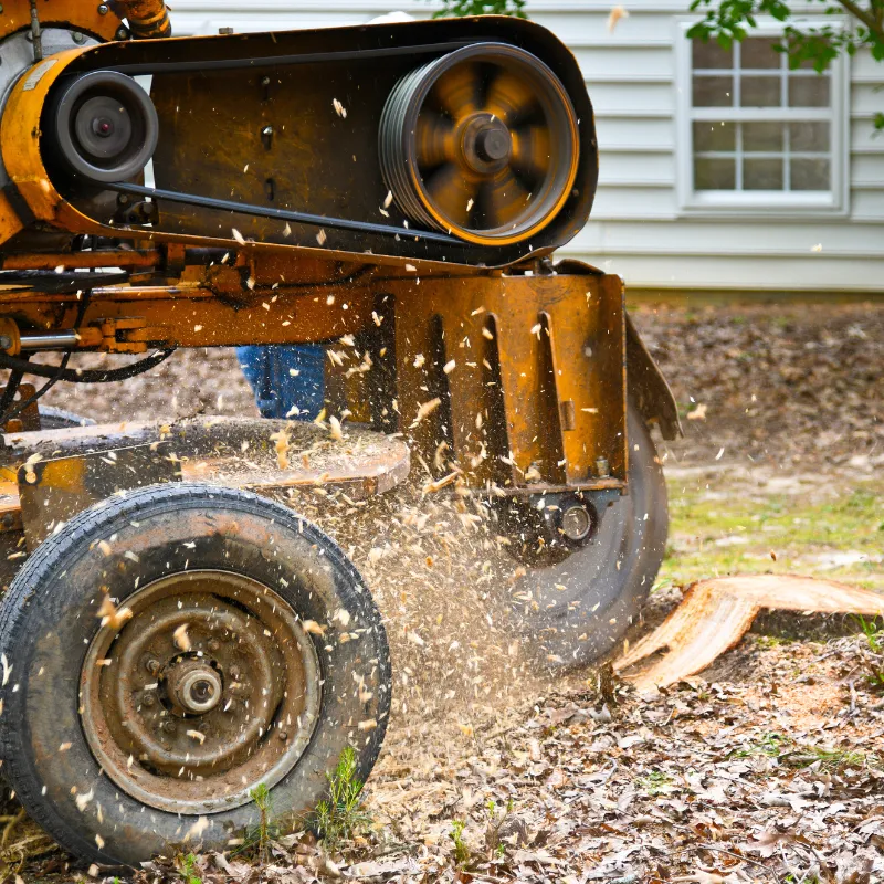 Cleanup after stump grinding