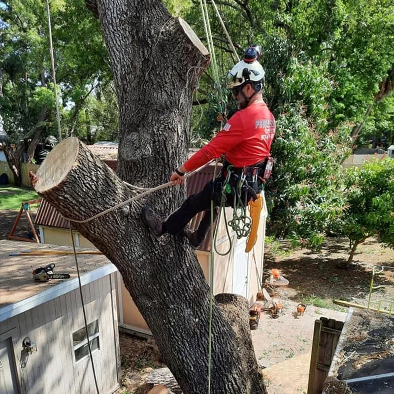 Cleanup after tree trimming and pruning
