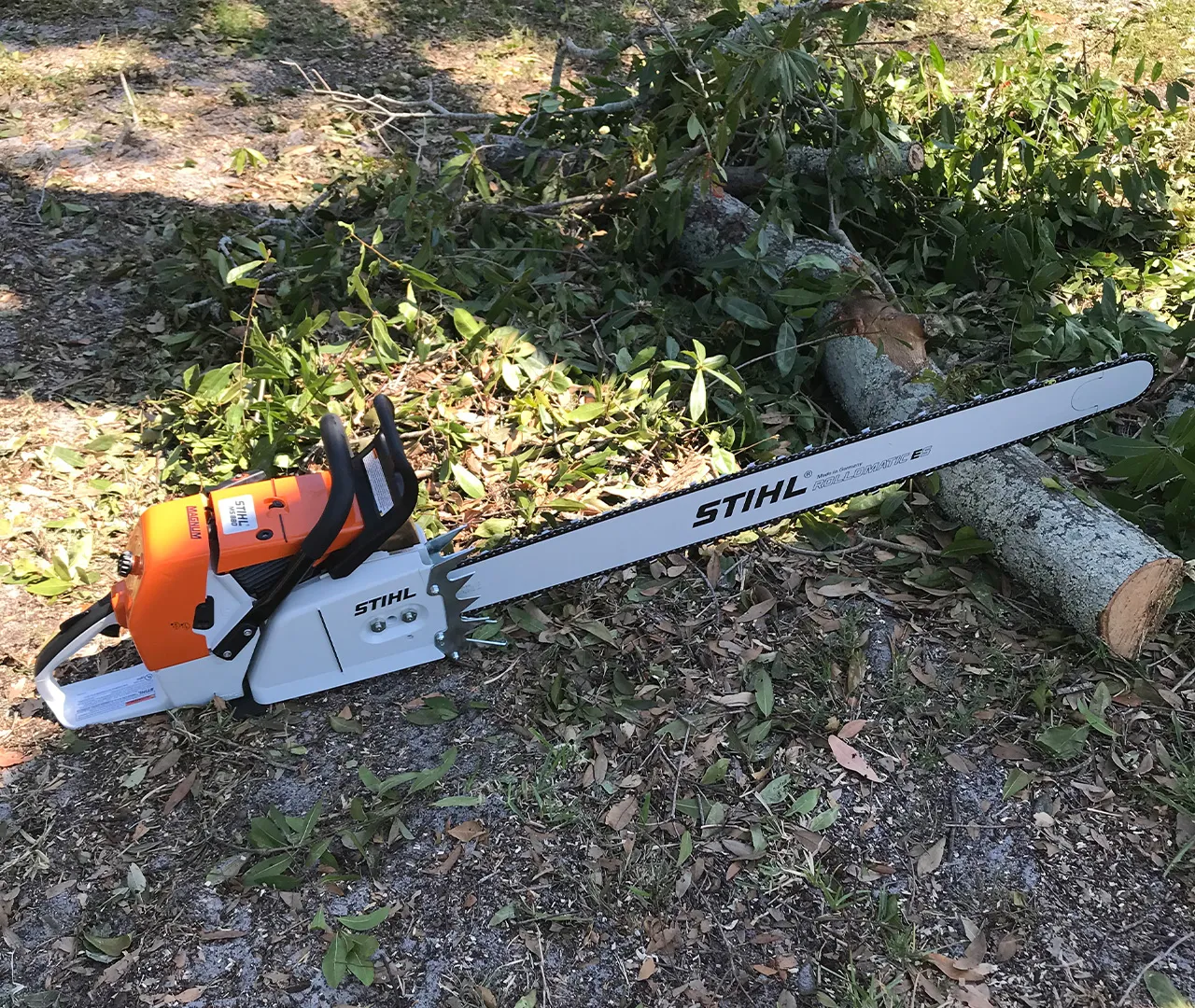 Deadwood removal and canopy cleanup (tree pruning)